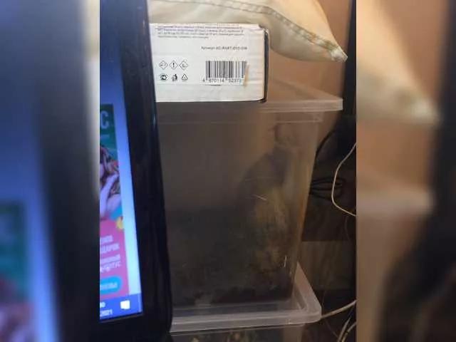 lovesupergerl on BongaCams