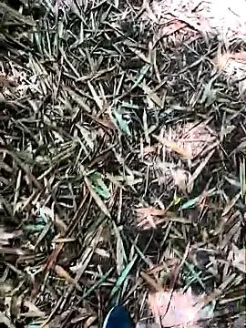 Freechat Blanco2023 on StripChat