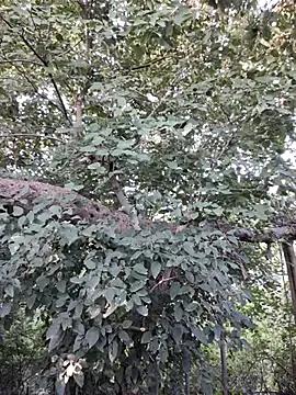 Freechat Rinku5553 on StripChat